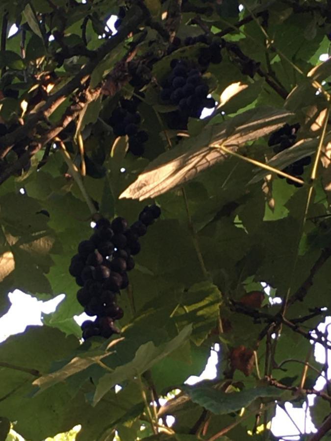 La Ferme Des Vignes Acomodação com café da manhã Hotot-en-Auge Exterior foto